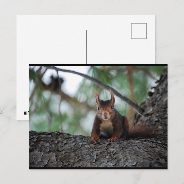 Postal Ardilla Roja en Reposo (Anverso / Reverso)