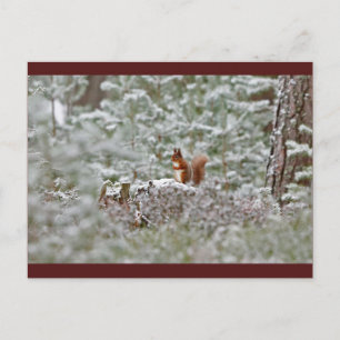 Postal Ardilla roja europea