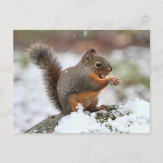Postal Ardilla suave en la foto de la nieve