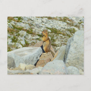 Postal Ardilla Terrestre de Manto Dorado en Mount Rainier