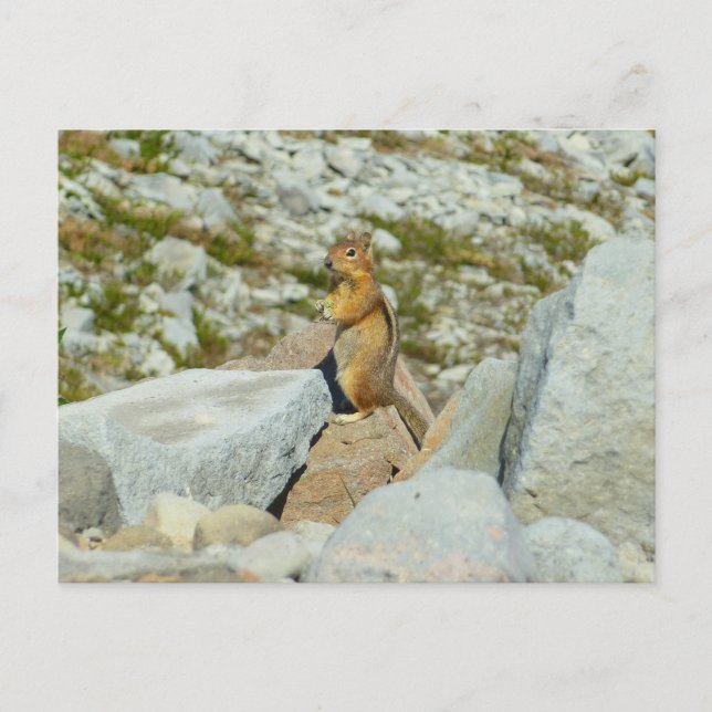 Postal Ardilla Terrestre de Manto Dorado en Mount Rainier (Anverso)
