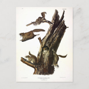 Postal ardilla voladora común o meridional, o Assapan