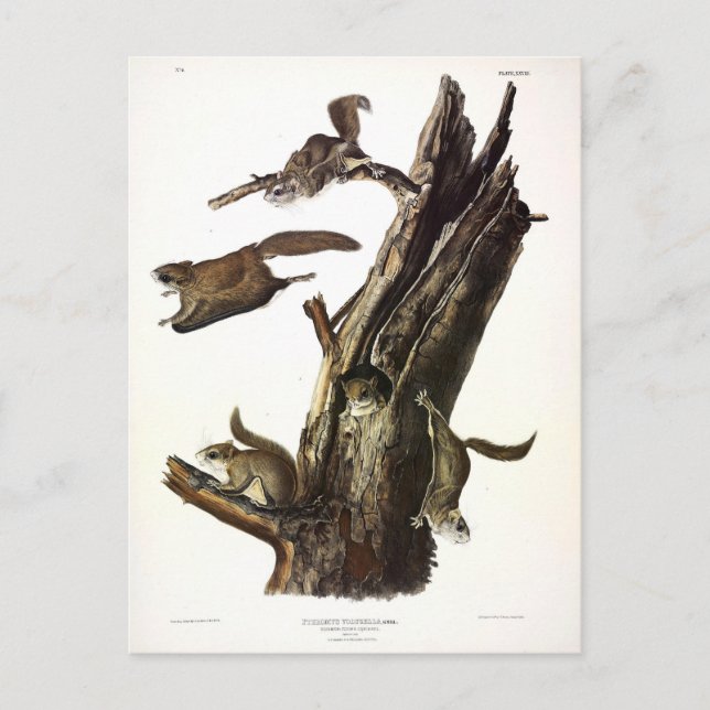 Postal ardilla voladora común o meridional, o Assapan (Anverso)