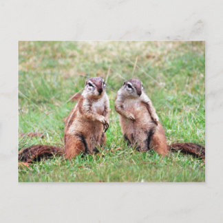 Postal ardillas gemelas