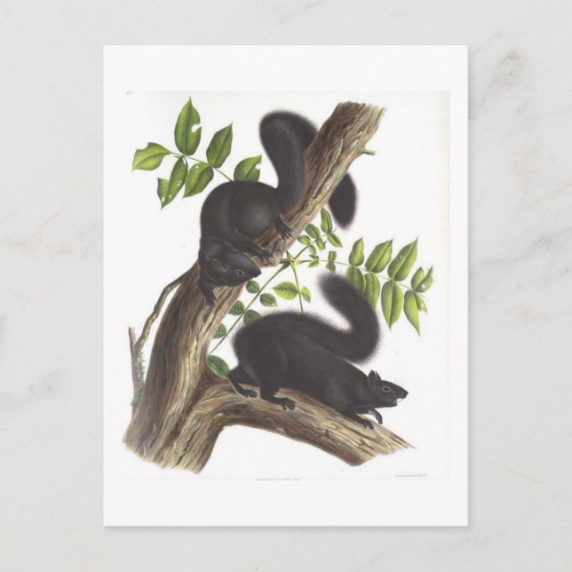 Postal Ardillas negras (Anverso)