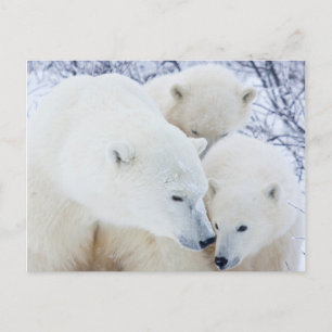 Postal Área de la gestión de la fauna de Churchill