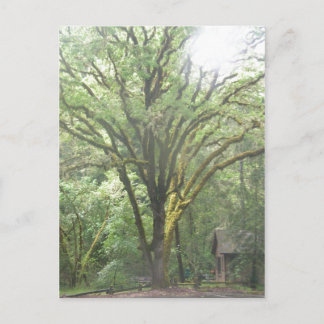 Postal Área del Parque en los bosques de Big Sur Californ