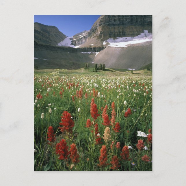 POSTAL ÁREA VIRGEN DE MOUNT TIMPANOGOS, UT, EE. UU., (Anverso)
