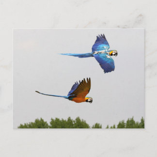 Postal área voladora