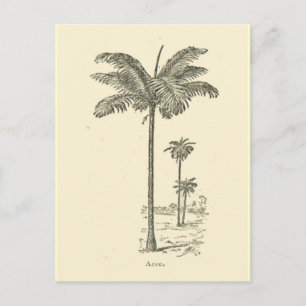 Postal Arec, tipo de palmera