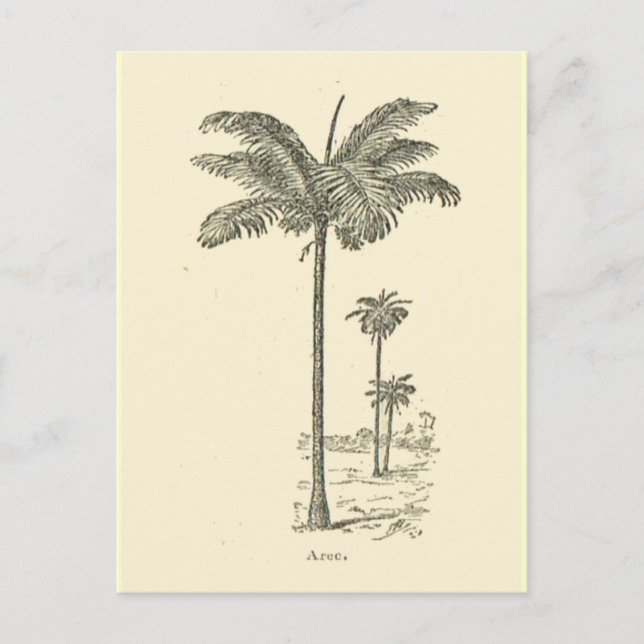 Postal Arec, tipo de palmera (Anverso)