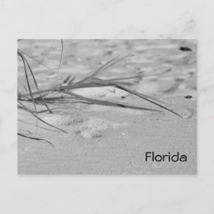 Postal Arena de Florida