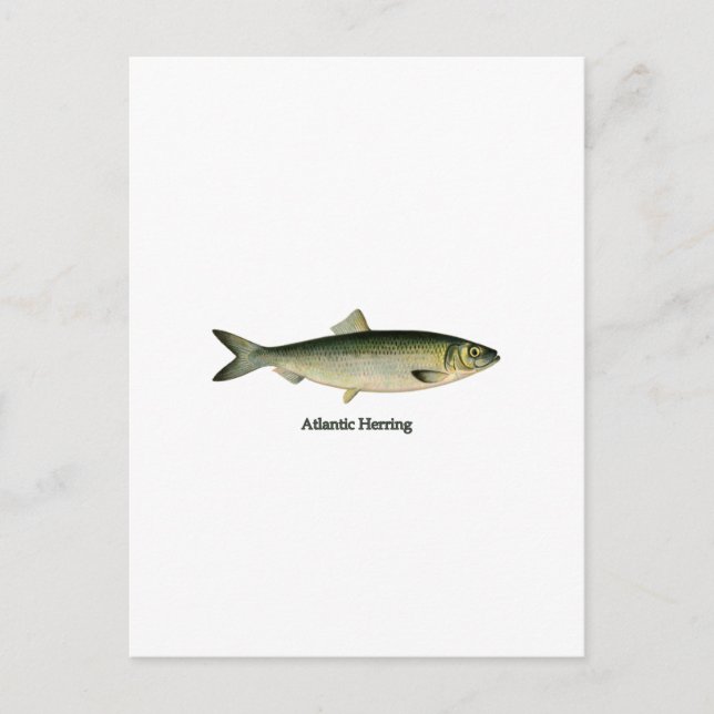 Postal Arenque atlántico (Anverso)