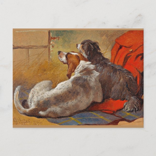 Postal Arenque - Un hebilla y un collie con barba, (Anverso)