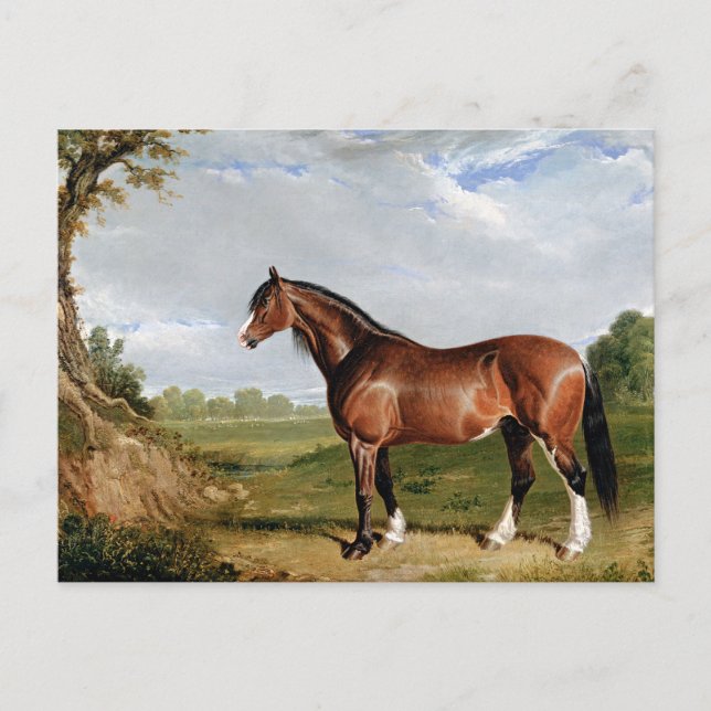 Postal Arenque - Un Stallion Clydesdale, arte fino, (Anverso)