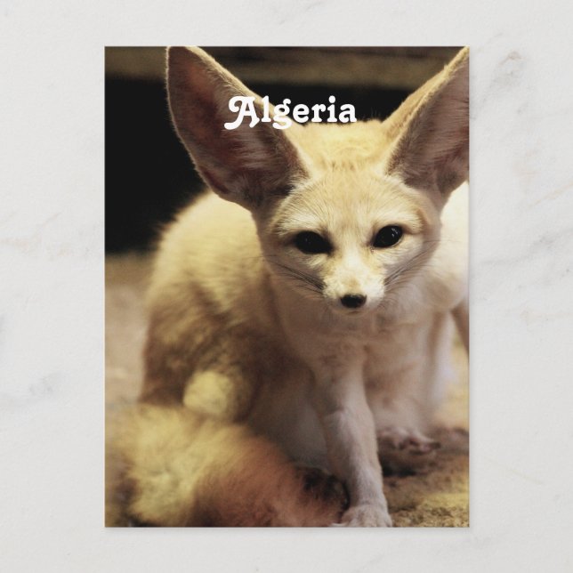Postal Argelia Fennec Fox (Anverso)