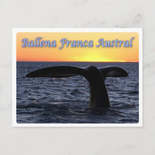 Postal Argentina - Ballena franca austral -