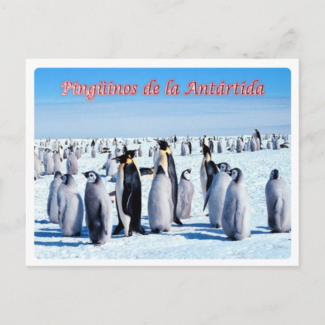 Postal Argentina - Pingüinos de la Antártida - (Anverso)