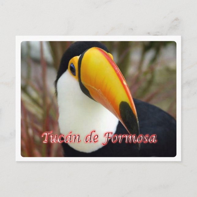 Postal Argentina - Tucán de Formosa - (Anverso)