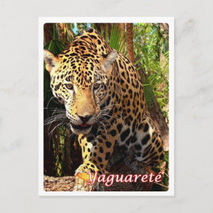 Postal Argentina - Yaguareté -