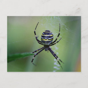 Postal Argiope bruennichi