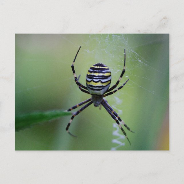 Postal Argiope bruennichi (Anverso)