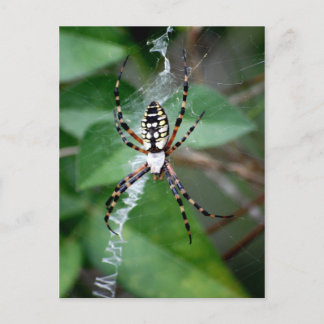 Postal Argiope negro y amarillo