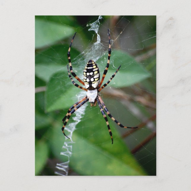 Postal Argiope negro y amarillo (Anverso)