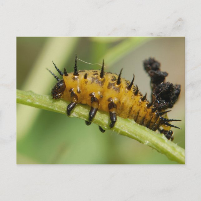 Postal Argus Tortoise Shell Beetle Larva Postcard (Anverso)