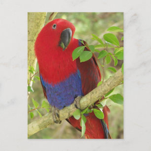 Postal Aria Grand Eclectus Parrot