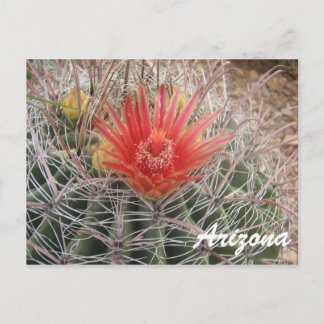 Postal Arizona Barrel Cactus Blossom