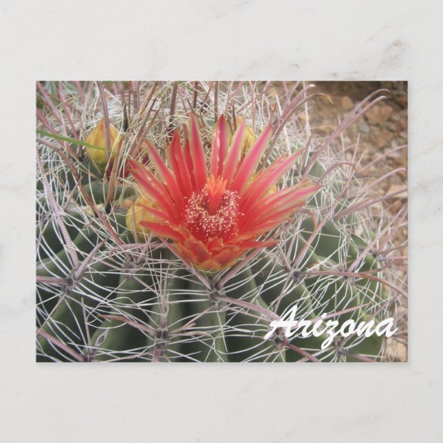 Postal Arizona Barrel Cactus Blossom (Anverso)