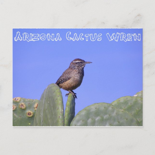 Postal Arizona Cactus Wren (Anverso)