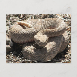 Postal Arizona Diamondback Rattlesnake