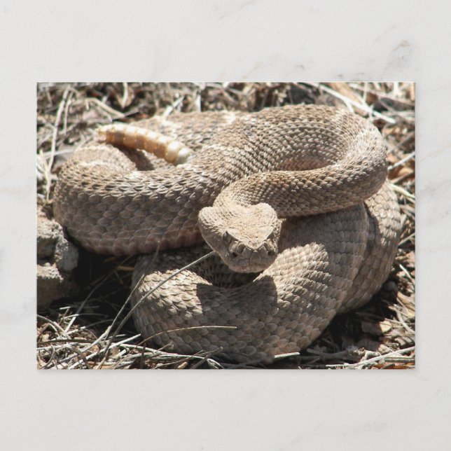 Postal Arizona Diamondback Rattlesnake (Anverso)