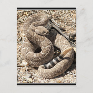 Postal Arizona DIamondback Rattlesnake