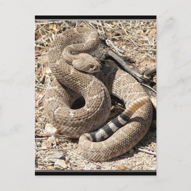 Postal Arizona DIamondback Rattlesnake (Anverso)
