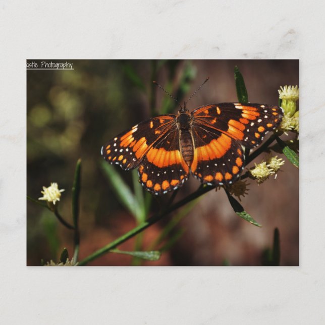 Postal Arizona Free (Anverso)