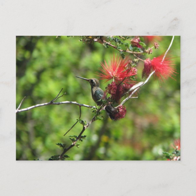 Postal Arizona Hummingbird (Anverso)