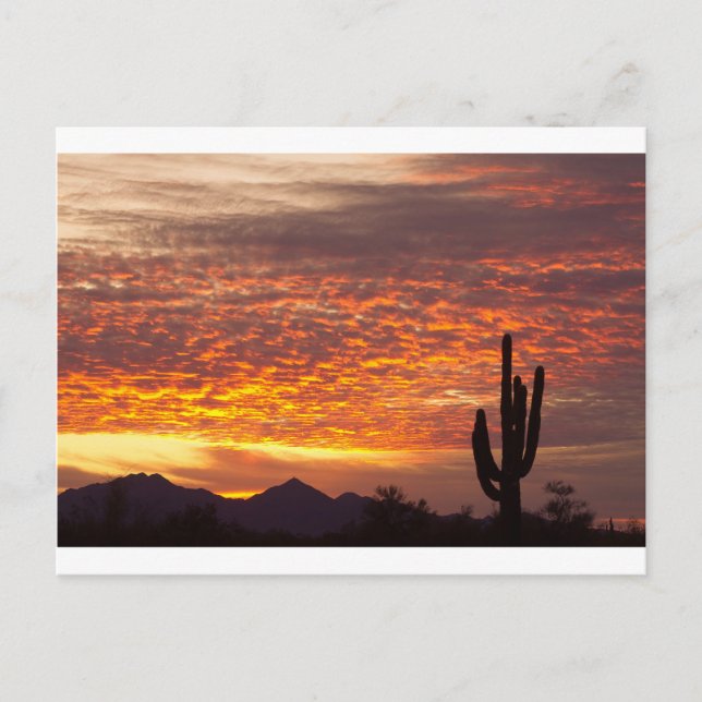 Postal Arizona Noviembre Amanecer Con Saguaro (Anverso)