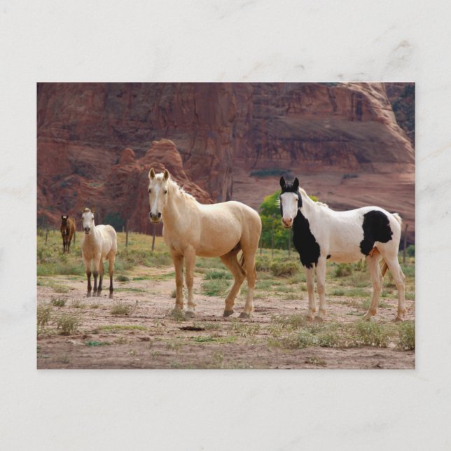 Postal Arizona, Reserva de indios navajos, Chinle, (Anverso)