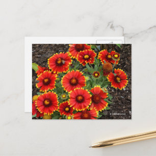 Postal Arizona Sun Blanketflowers