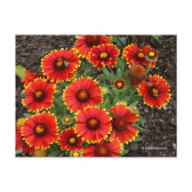 Arizona Sun Blanketflowers