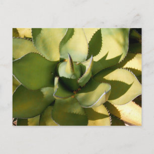 Postal "Arizona verde"