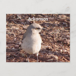 Postal Arkansas Mockingbird