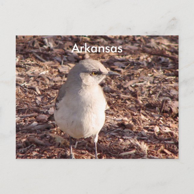 Postal Arkansas Mockingbird (Anverso)