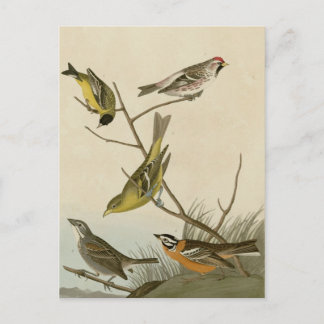 Postal Arkansaw Siskin, Mealy Red-poll, Louisiana Tanager