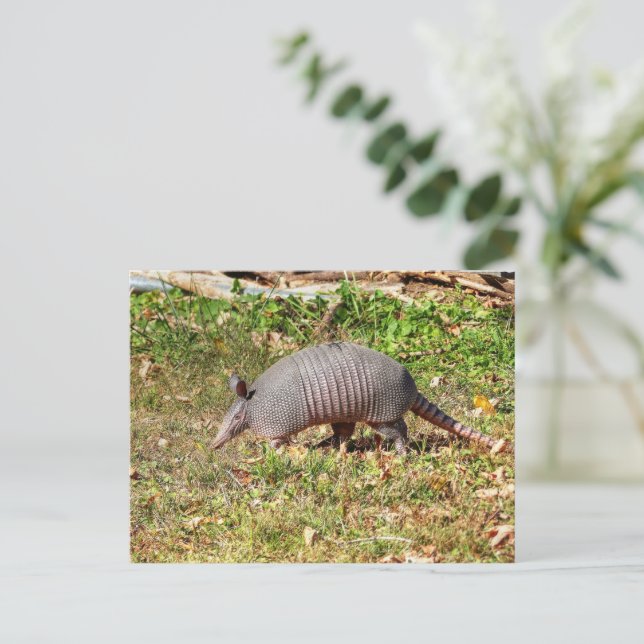 Postal Armadillo (Anverso de pie)