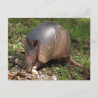 Postal Armadillo
