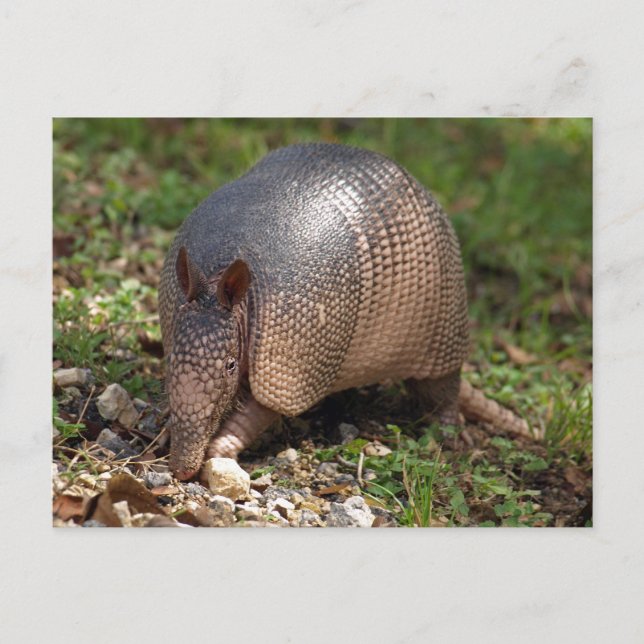 Postal Armadillo (Anverso)